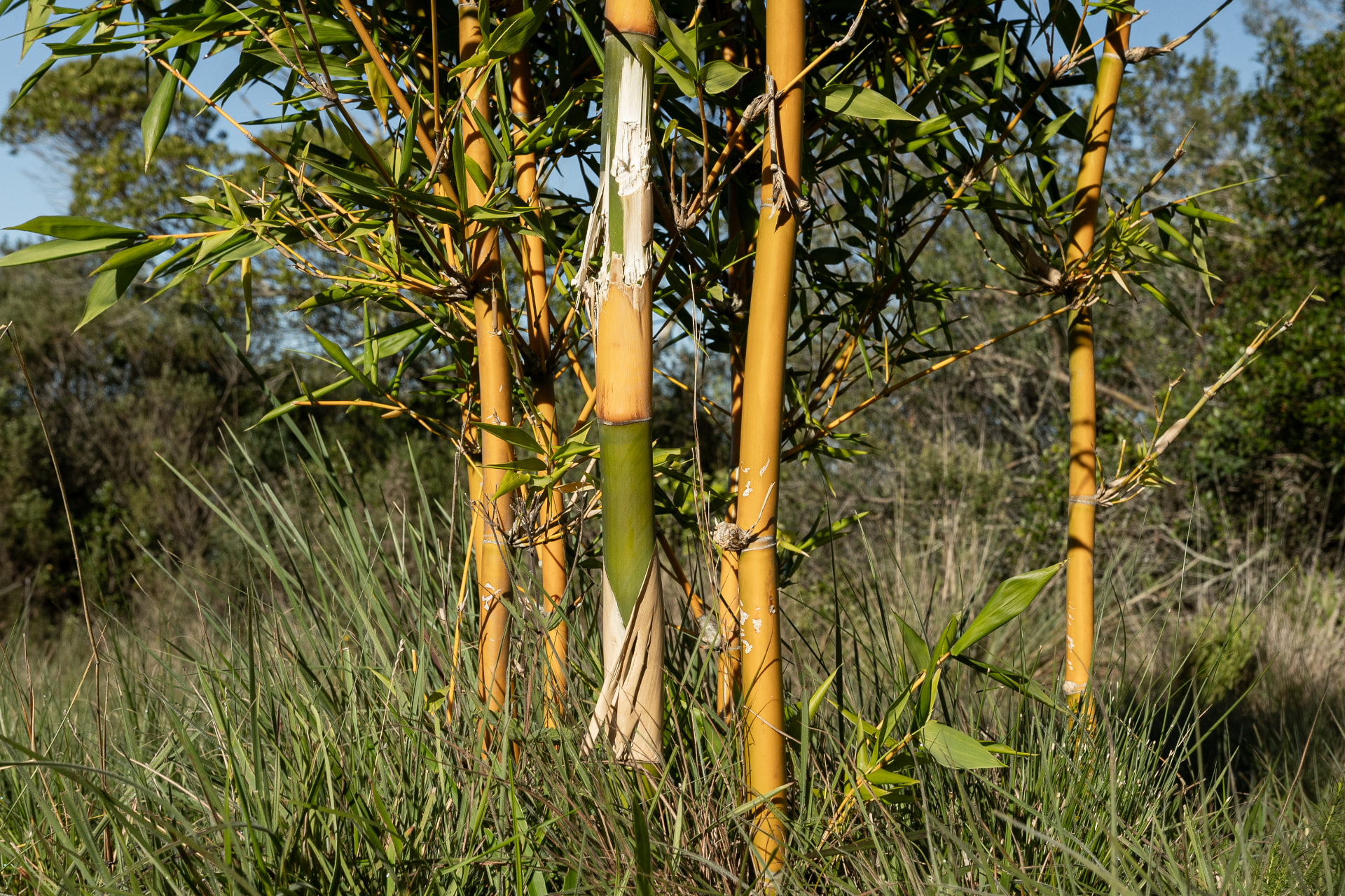 Planeta Bamboo